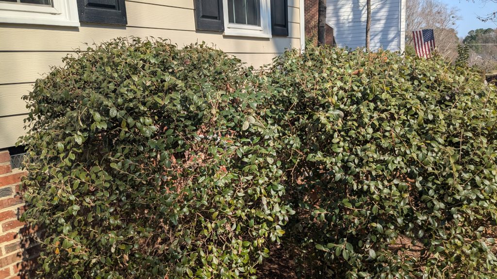 Neatly rounded hedge row trimmed along the side of a house