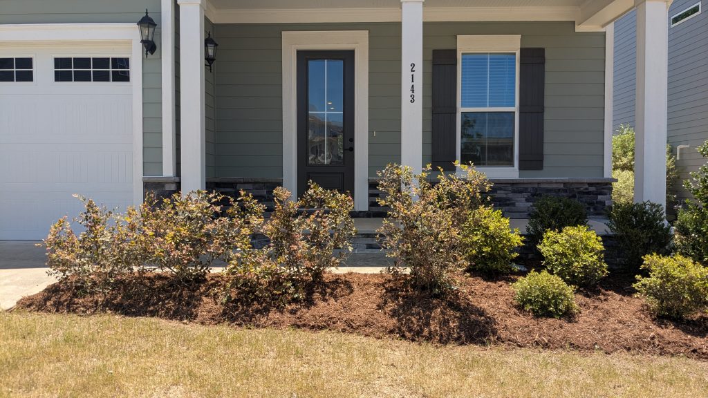 Freshly trimmed front-yard shrubs and beds finished with fresh mulch
