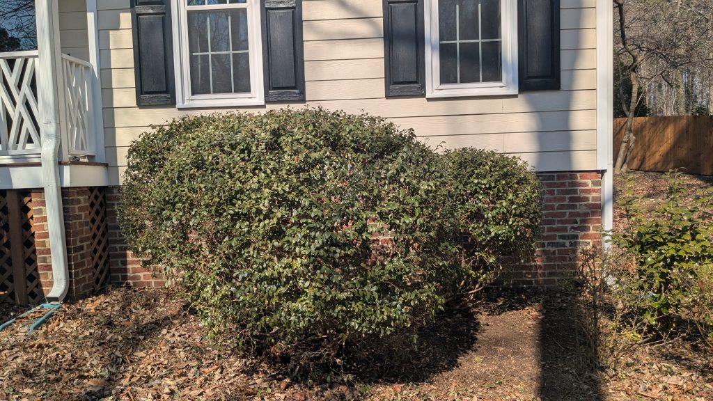 A single shrub cleanly rounded and shaped beside a front porch
